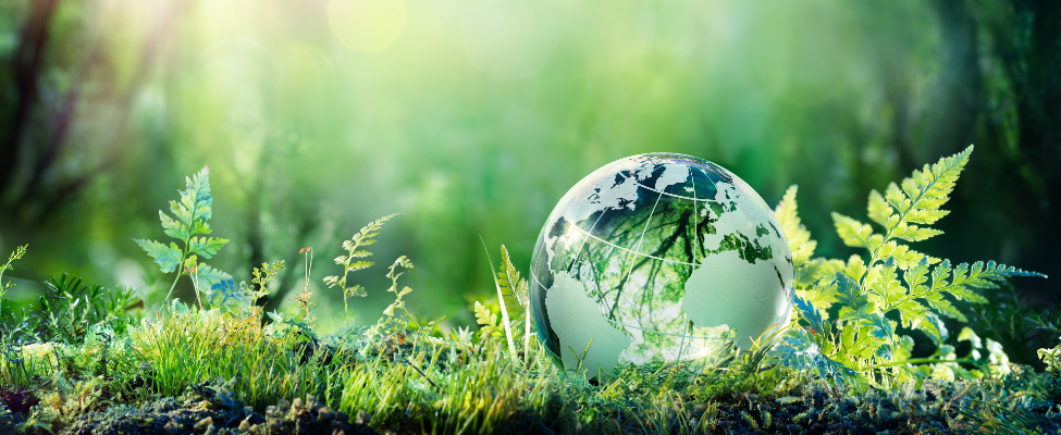 CDP Water & Carbon Verification – Carbon Disclosure Verification