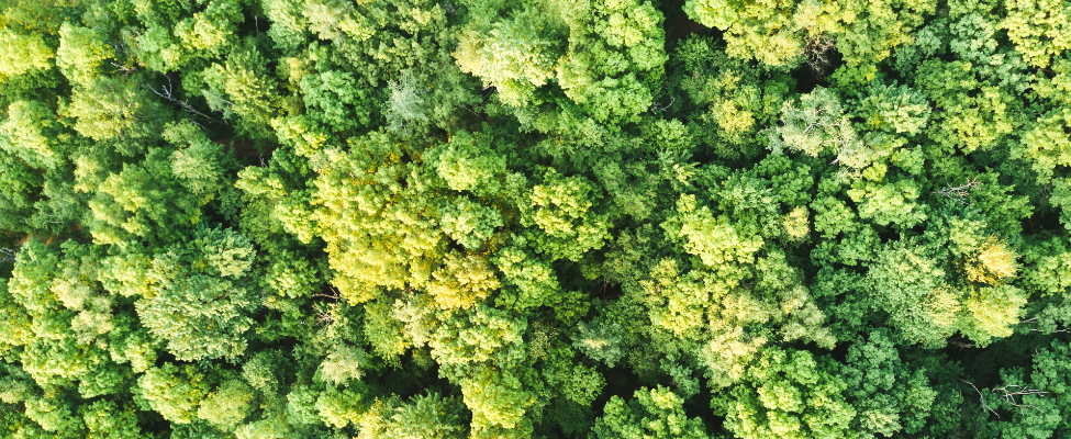 FSC®-Zertifizierung in neuen Märkten