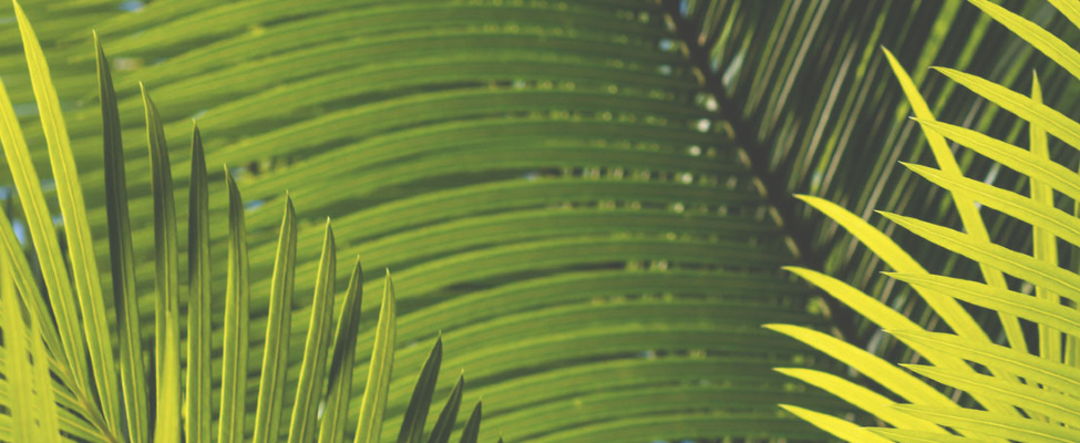 What is behind the RSPO trademark?