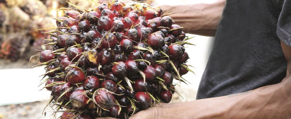 Kviečiame registruotis į RSPO mokymus