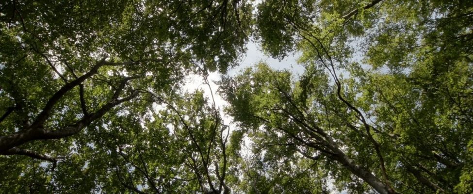 Ban on trade in FSC® material from Russia and Belarus until the end of the invasion