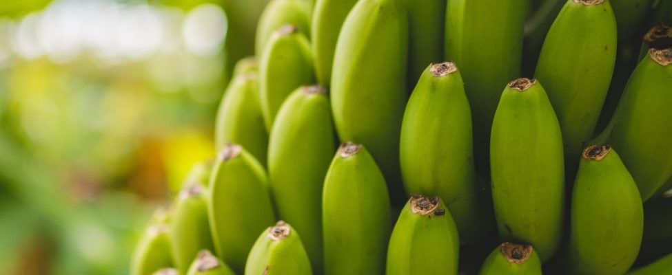 Sustainability in the banana sector – the Rainforest Alliance banana program