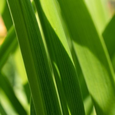 ISO 14001 Environmental Management System: A Step Towards Better Environmental Practices