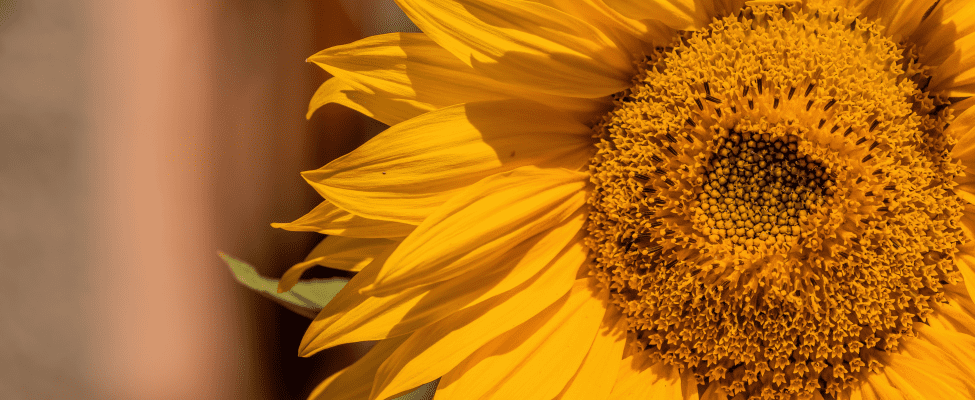 Standing up for sustainability