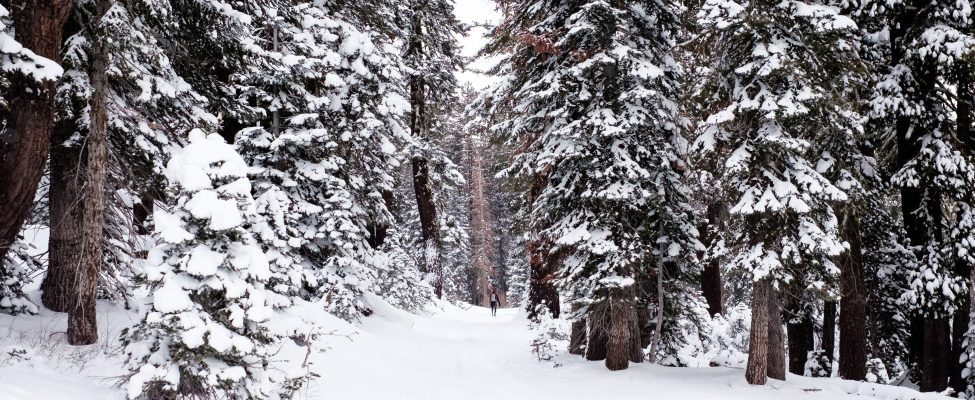 FSC® COVID-19 derogations and interpretations are now valid through 30 April 2023