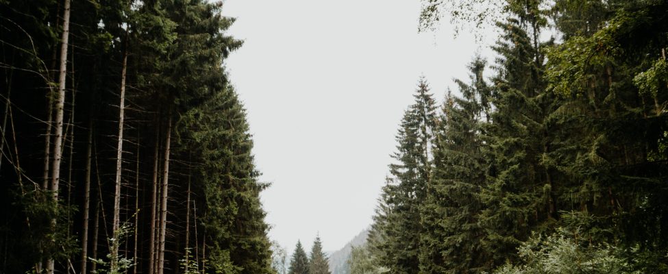 FSC® has published a new version of the Policy for Association V3-0