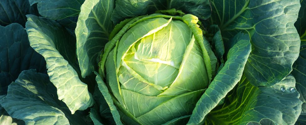 Lets learn more about the GLOBALG.A.P.