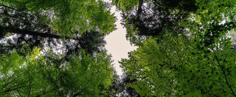 International Day of Forests