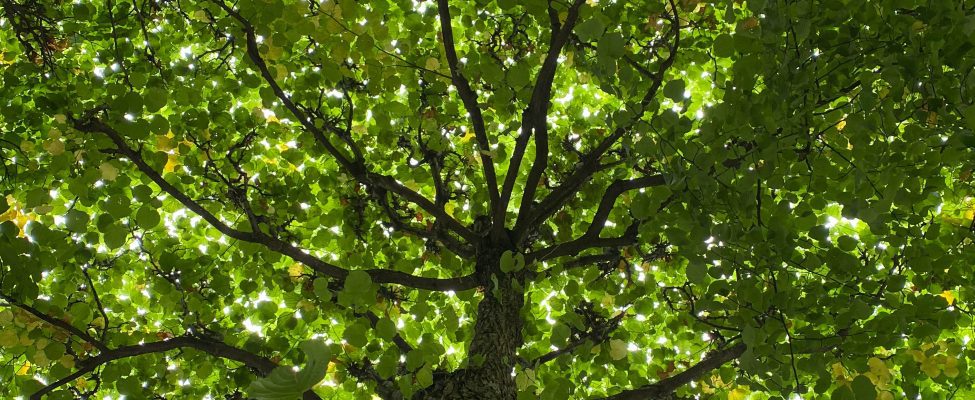 Інформація щодо запланованого аудиту у Макарівського надлісництва філії «Столичний лісовий офіс» ДП «ЛІСИ УКРАЇНИ»