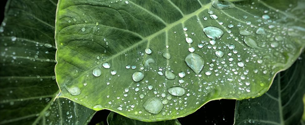 ISO 14046 Water Footprint Verification