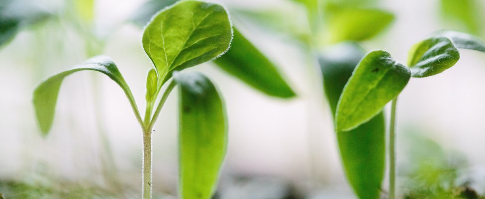 BM Certification expands its range of services with several Carbon Footprint verification services