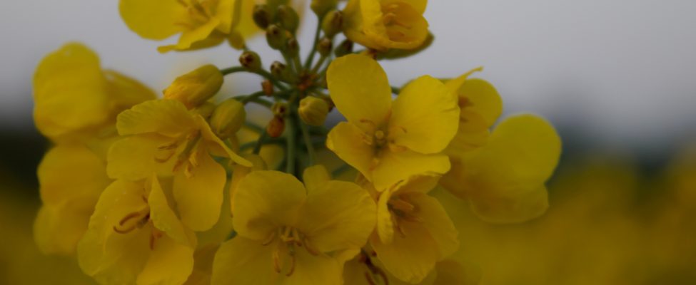 BM Certification Approved by Umweltbundesamt Österreich to Conduct ISCC and SURE Audits, Advancing Sustainable Supply Chain Certification in Austria