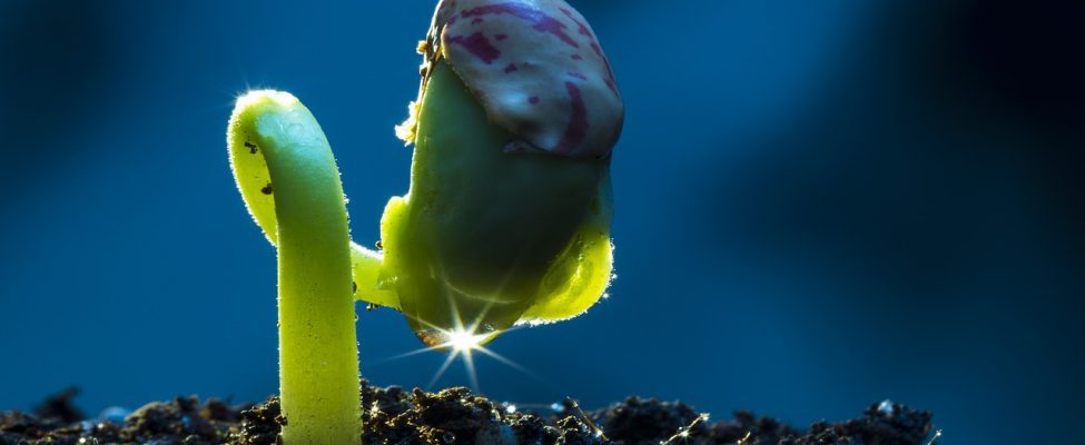 BM Certification Receives Bundesamt für Wald and Agrarmarkt Austria Recognition for SURE and ISCC Certification in Agri-based and Forest-based Materials Sector