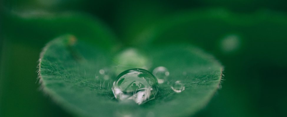 EU Taxonomy, SFDR, and European Green Bond Verification