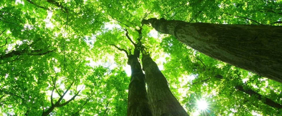 Sustainability Validation and Verification